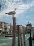 Venedig kanal