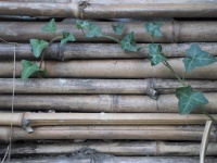 Canisse rieten bamboe enten