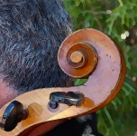 Cello And Cellist Head