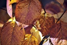 Cluster of Autumn Leaves