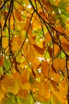 Colorful Beech Leaves