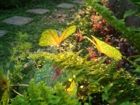 Colourful Plants, Garden Footpath