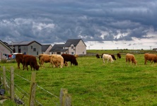 Vacas En Campo