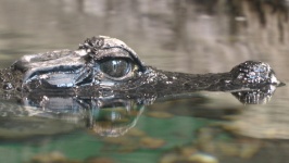 Crocodile dans l'eau