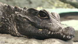 Krokodillen Head