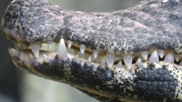 Krokodiler Tänder