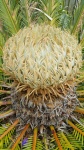 Cycas revoluta fleur femelle