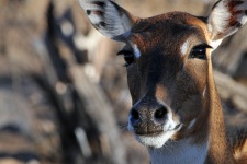 Deer Face