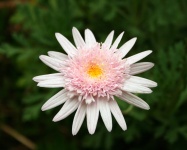 Delicate pink daisy