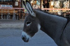 Donkey in Town