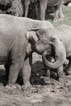Elefant i lera