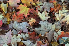 Lehullott őszi levelek háttér