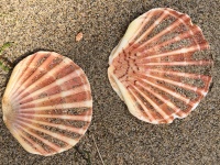 Fan Shells