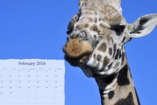 Februar 2016 Kalender auf Giraffe