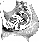Anatomia Femminile