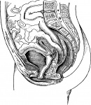 Anatomía Femenina