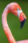 Flamingo fågel huvud