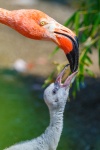Flamingo alimentar joven