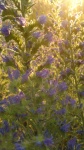 Fialové modré květy