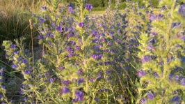 Lila kék virágok