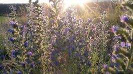 Fleurs bleue violet mauve