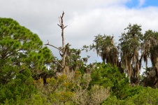 Florida Marsh Landschaft