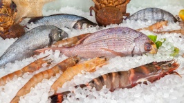 Čerstvé ryby na ledě