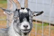 Friendly Goat Face