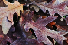 Frost on Oak Leaves