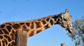 Giraffe neck and head