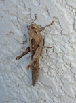 Grasshopper auf eine Mauer