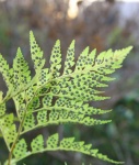 Green fern with spores