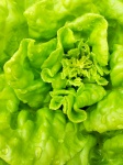 Groene salade plant detail