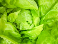 Salade verte détail de l'usine