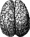 Az emberi agy