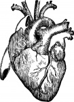 Emberi szív