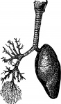 Mänskliga Lungs