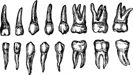Denti umani