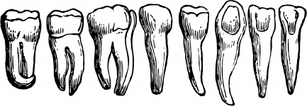 Menschlicher Zahn
