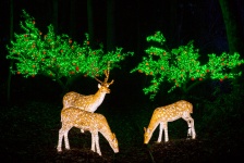Illuminated Deer