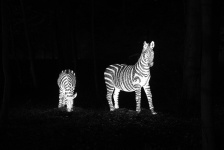 Illuminated Zebras