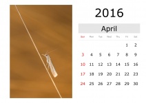 Calendar - aprilie 2016 (în limba englez