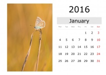 Kalender - Januar 2016 (englisch)