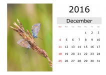 Kalender - Dezember 2016 (englisch)