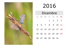Kalender - Dezember 2016 (italienisch)