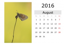Kalender - August 2016 (englisch)