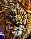Painting Lion