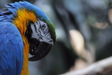 Macaw-Papagei