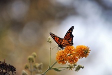 Farfalla monarca su fiori gialli