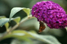 Moth on Purple Flowers